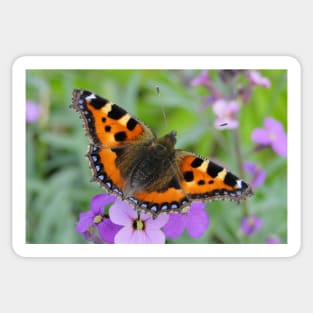 Small Tortoiseshell Butterfly Sticker